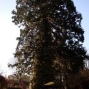 sequoia-fell-007