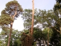 pine-take-down-DSC00642