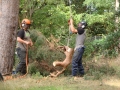 pine-take-down-DSC00652