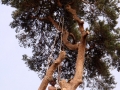 pine-take-down-DSC00706