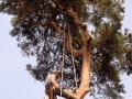 pine-take-down-DSC00717