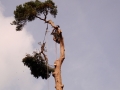 pine-take-down-DSC00806