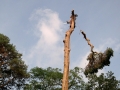 pine-take-down-DSC00852a