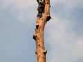 pine-take-down-DSC00873a