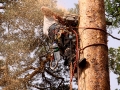 pine-take-down-DSC00967a